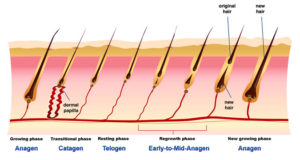 Fases del ciclo capilar