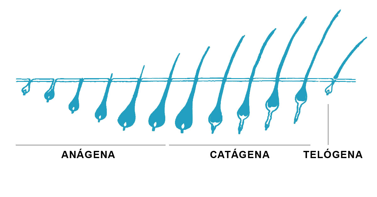Fases del ciclo capilar